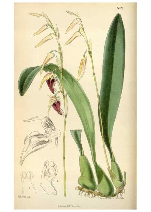 Reproducción/Reproduction 35230449102: Curtis's botanical magazine.. London ; New York [etc.] :Academic Press [etc.]