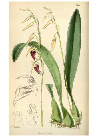 Reproducción/Reproduction 35230449102: Curtis's botanical magazine.. London ; New York [etc.] :Academic Press [etc.]
