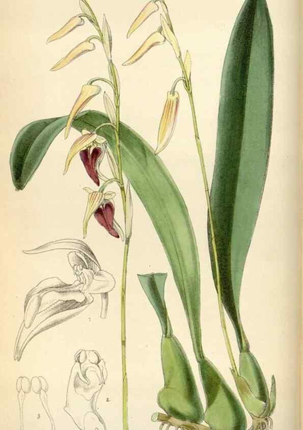 Reproducción/Reproduction 35230449102: Curtis's botanical magazine.. London ; New York [etc.] :Academic Press [etc.]