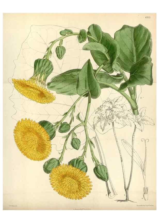Reproducción/Reproduction 35267292801: Curtis's botanical magazine.. London ; New York [etc.] :Academic Press [etc.]