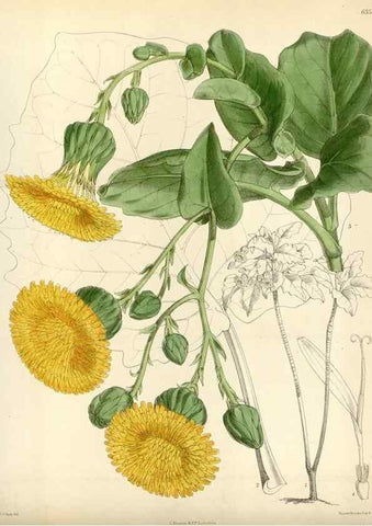 Reproducción/Reproduction 35267292801: Curtis's botanical magazine.. London ; New York [etc.] :Academic Press [etc.]