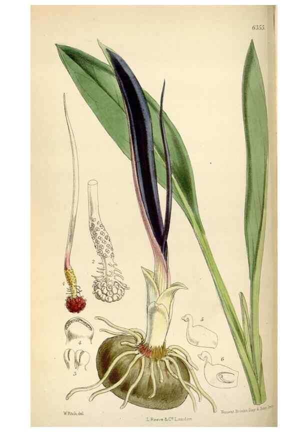 Reproducción/Reproduction 34587435253: Curtis's botanical magazine.. London ; New York [etc.] :Academic Press [etc.]