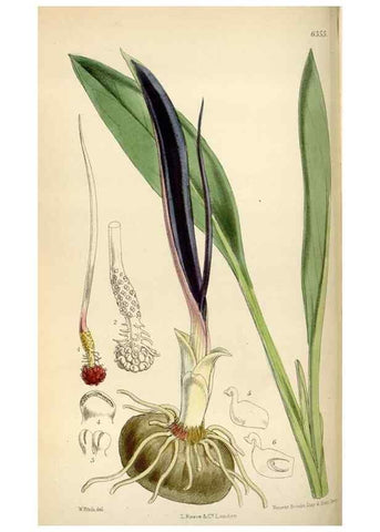 Reproducción/Reproduction 34587435253: Curtis's botanical magazine.. London ; New York [etc.] :Academic Press [etc.]