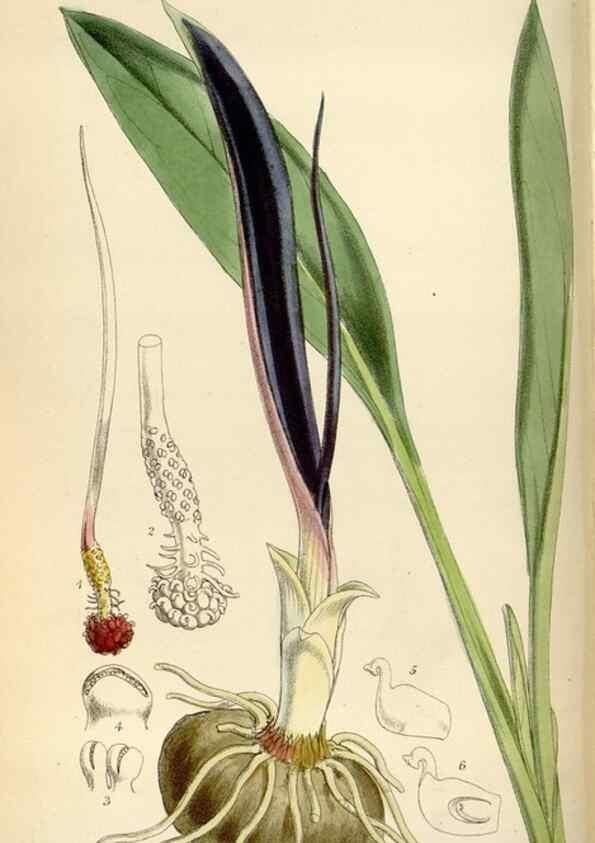 Reproducción/Reproduction 34587435253: Curtis's botanical magazine.. London ; New York [etc.] :Academic Press [etc.]