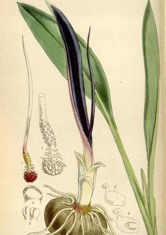 Reproducción/Reproduction 34587435253: Curtis's botanical magazine.. London ; New York [etc.] :Academic Press [etc.]