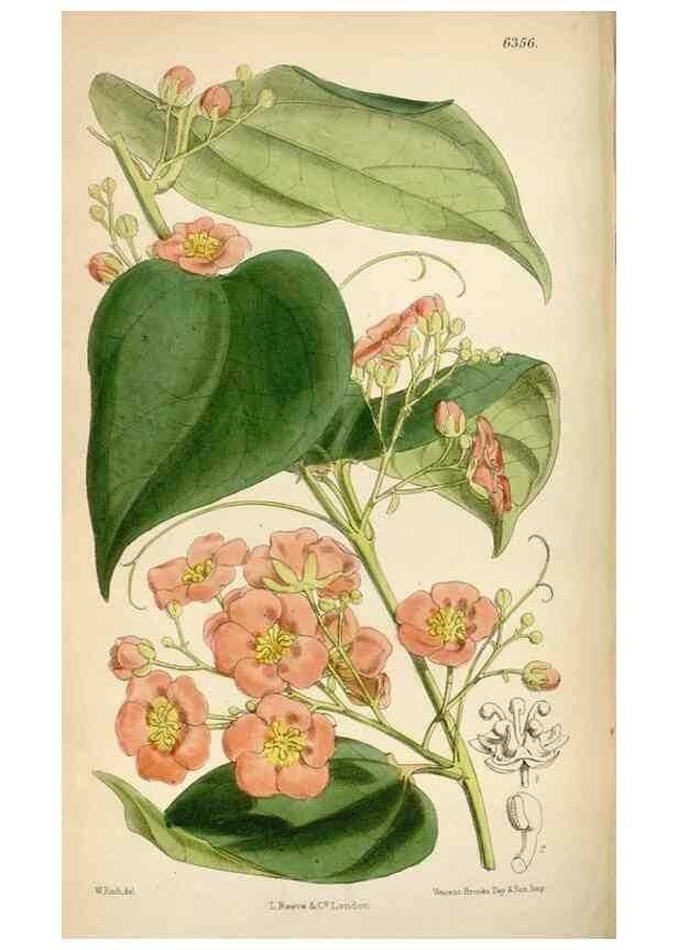 Reproducción/Reproduction 34587436683: Curtis's botanical magazine.. London ; New York [etc.] :Academic Press [etc.]
