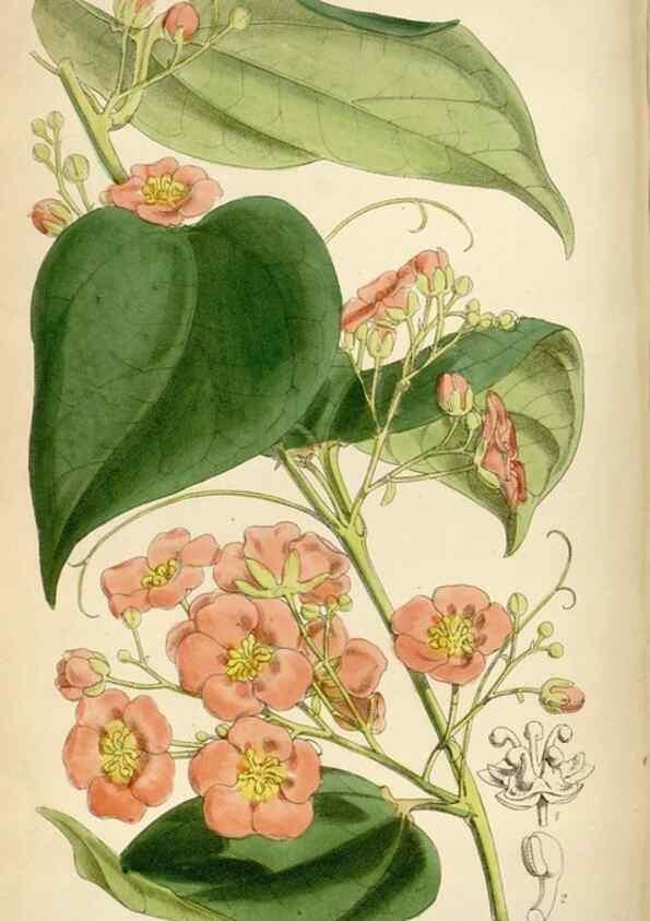 Reproducción/Reproduction 34587436683: Curtis's botanical magazine.. London ; New York [etc.] :Academic Press [etc.]