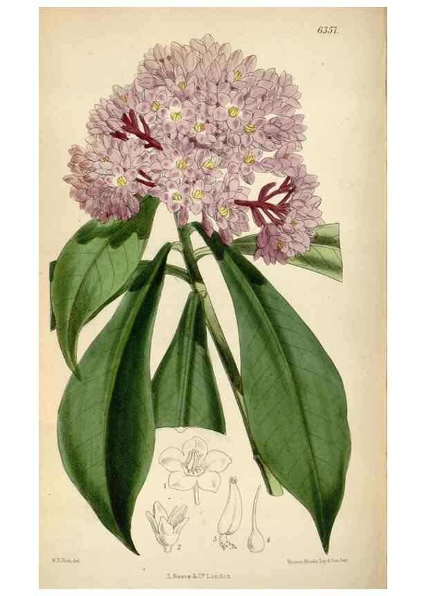 Reproducción/Reproduction 34587437803: Curtis's botanical magazine.. London ; New York [etc.] :Academic Press [etc.]