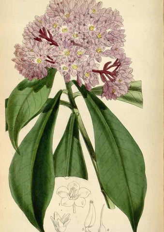 Reproducción/Reproduction 34587437803: Curtis's botanical magazine.. London ; New York [etc.] :Academic Press [etc.]