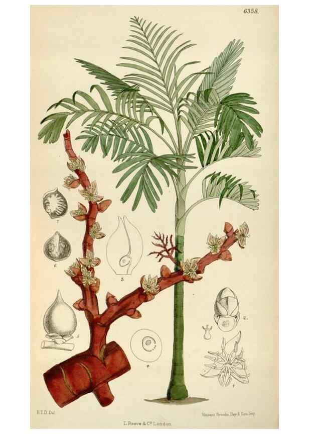 Reproducción/Reproduction 34587438783: Curtis's botanical magazine.. London ; New York [etc.] :Academic Press [etc.]