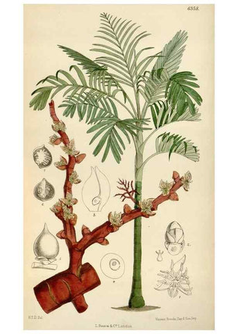 Reproducción/Reproduction 34587438783: Curtis's botanical magazine.. London ; New York [etc.] :Academic Press [etc.]