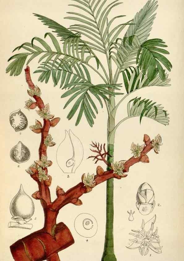 Reproducción/Reproduction 34587438783: Curtis's botanical magazine.. London ; New York [etc.] :Academic Press [etc.]
