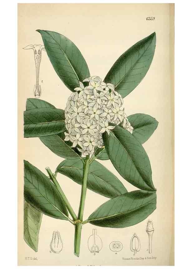 Reproducción/Reproduction 34587439763: Curtis's botanical magazine.. London ; New York [etc.] :Academic Press [etc.]