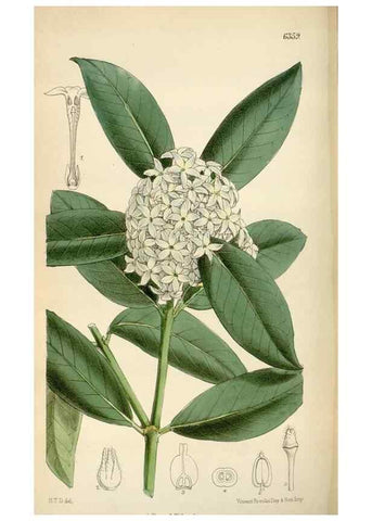 Reproducción/Reproduction 34587439763: Curtis's botanical magazine.. London ; New York [etc.] :Academic Press [etc.]