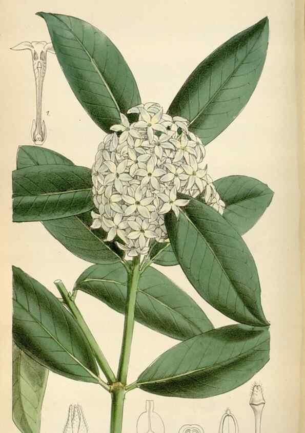 Reproducción/Reproduction 34587439763: Curtis's botanical magazine.. London ; New York [etc.] :Academic Press [etc.]