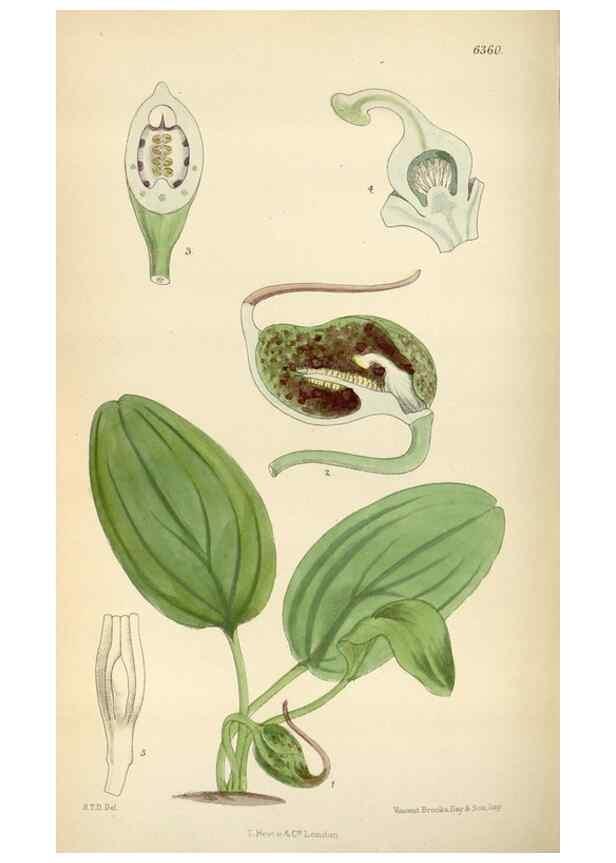 Reproducción/Reproduction 34587440723: Curtis's botanical magazine.. London ; New York [etc.] :Academic Press [etc.]