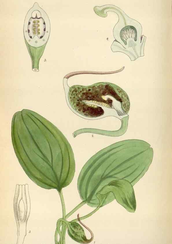 Reproducción/Reproduction 34587440723: Curtis's botanical magazine.. London ; New York [etc.] :Academic Press [etc.]