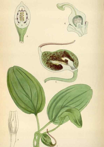 Reproducción/Reproduction 34587440723: Curtis's botanical magazine.. London ; New York [etc.] :Academic Press [etc.]