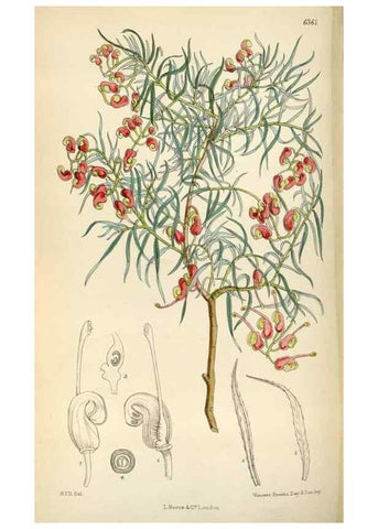 Reproducción/Reproduction 34587442153: Curtis's botanical magazine.. London ; New York [etc.] :Academic Press [etc.]
