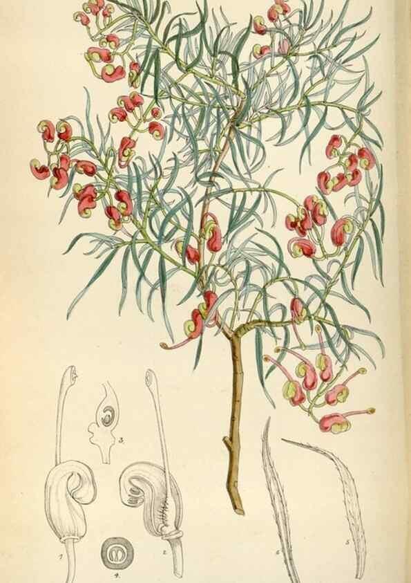 Reproducción/Reproduction 34587442153: Curtis's botanical magazine.. London ; New York [etc.] :Academic Press [etc.]