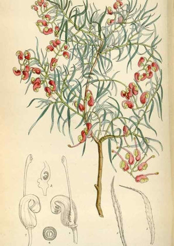 Reproducción/Reproduction 34587442153: Curtis's botanical magazine.. London ; New York [etc.] :Academic Press [etc.]