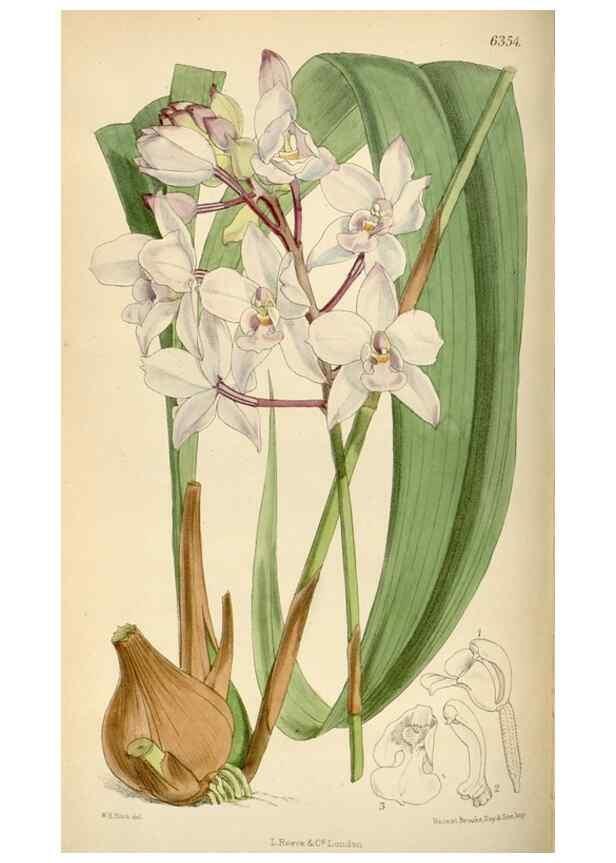 Reproducción/Reproduction 35230470892: Curtis's botanical magazine.. London ; New York [etc.] :Academic Press [etc.]