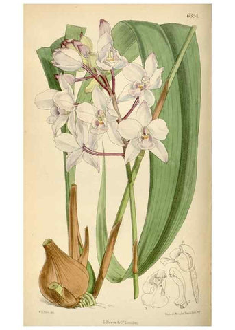 Reproducción/Reproduction 35230470892: Curtis's botanical magazine.. London ; New York [etc.] :Academic Press [etc.]