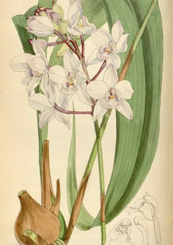 Reproducción/Reproduction 35230470892: Curtis's botanical magazine.. London ; New York [etc.] :Academic Press [etc.]