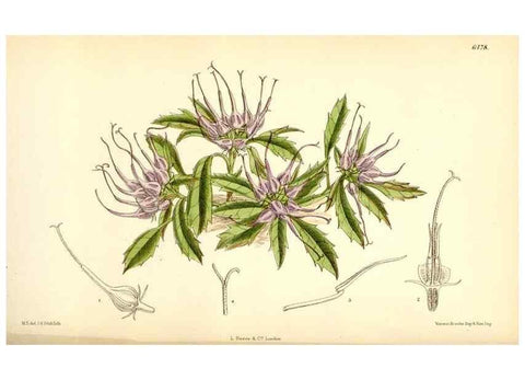 Reproducción/Reproduction 35230867242: Curtis's botanical magazine.. London ; New York [etc.] :Academic Press [etc.]