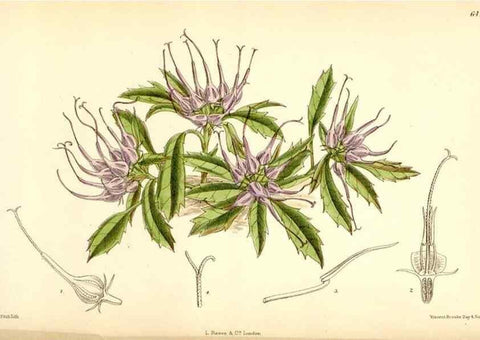 Reproducción/Reproduction 35230867242: Curtis's botanical magazine.. London ; New York [etc.] :Academic Press [etc.]