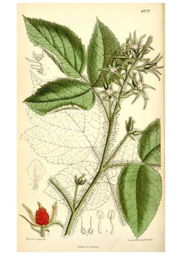 Reproducción/Reproduction 35230870362: Curtis's botanical magazine.. London ; New York [etc.] :Academic Press [etc.]