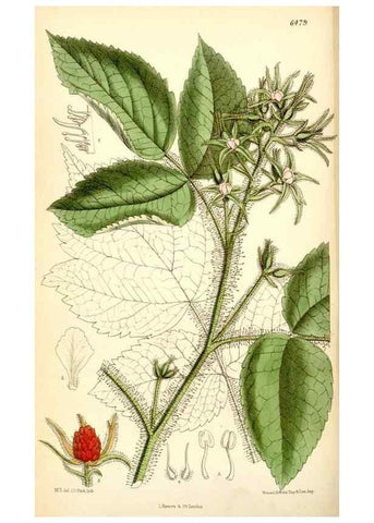 Reproducción/Reproduction 35230870362: Curtis's botanical magazine.. London ; New York [etc.] :Academic Press [etc.]