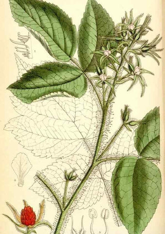 Reproducción/Reproduction 35230870362: Curtis's botanical magazine.. London ; New York [etc.] :Academic Press [etc.]