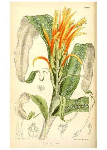 Reproducción/Reproduction 35267716081: Curtis's botanical magazine.. London ; New York [etc.] :Academic Press [etc.]