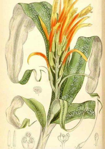 Reproducción/Reproduction 35267716081: Curtis's botanical magazine.. London ; New York [etc.] :Academic Press [etc.]