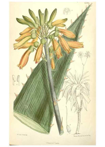 Reproducción/Reproduction 34588095653: Curtis's botanical magazine.. London ; New York [etc.] :Academic Press [etc.]