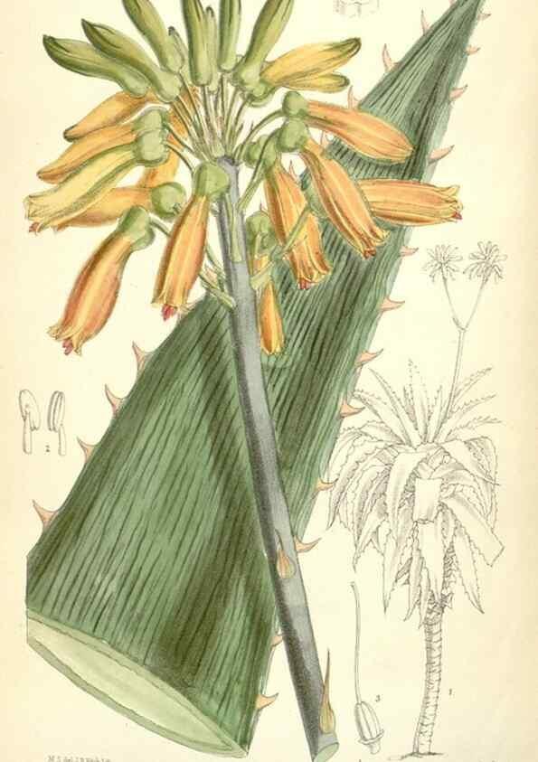Reproducción/Reproduction 34588095653: Curtis's botanical magazine.. London ; New York [etc.] :Academic Press [etc.]