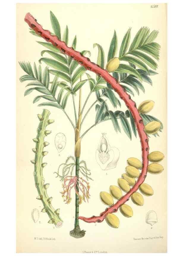 Reproducción/Reproduction 34588098023: Curtis's botanical magazine.. London ; New York [etc.] :Academic Press [etc.]