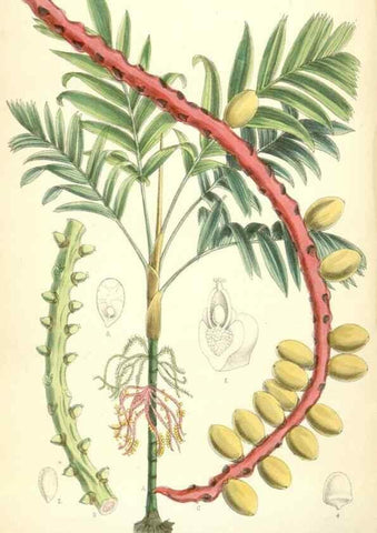 Reproducción/Reproduction 34588098023: Curtis's botanical magazine.. London ; New York [etc.] :Academic Press [etc.]