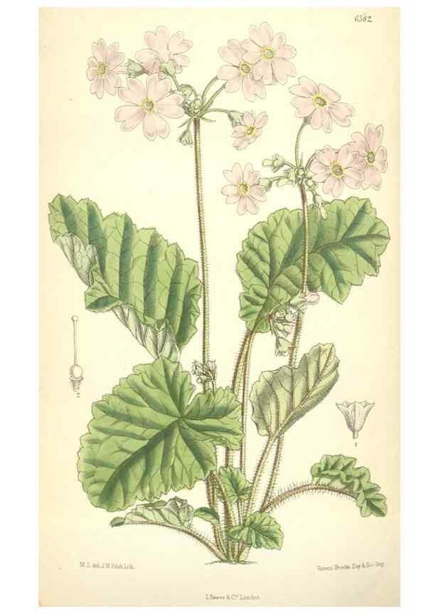 Reproducción/Reproduction 35397411605: Curtis's botanical magazine.. London ; New York [etc.] :Academic Press [etc.]