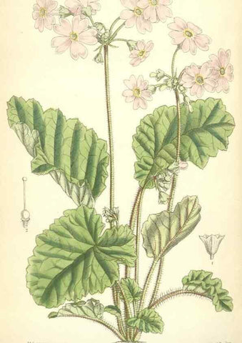 Reproducción/Reproduction 35397411605: Curtis's botanical magazine.. London ; New York [etc.] :Academic Press [etc.]