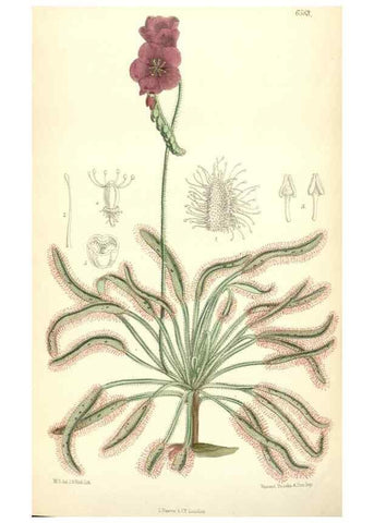 Reproducción/Reproduction 35397414375: Curtis's botanical magazine.. London ; New York [etc.] :Academic Press [etc.]