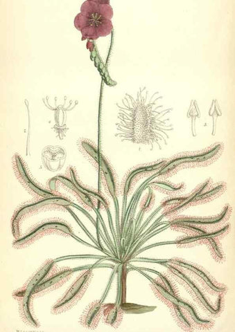 Reproducción/Reproduction 35397414375: Curtis's botanical magazine.. London ; New York [etc.] :Academic Press [etc.]