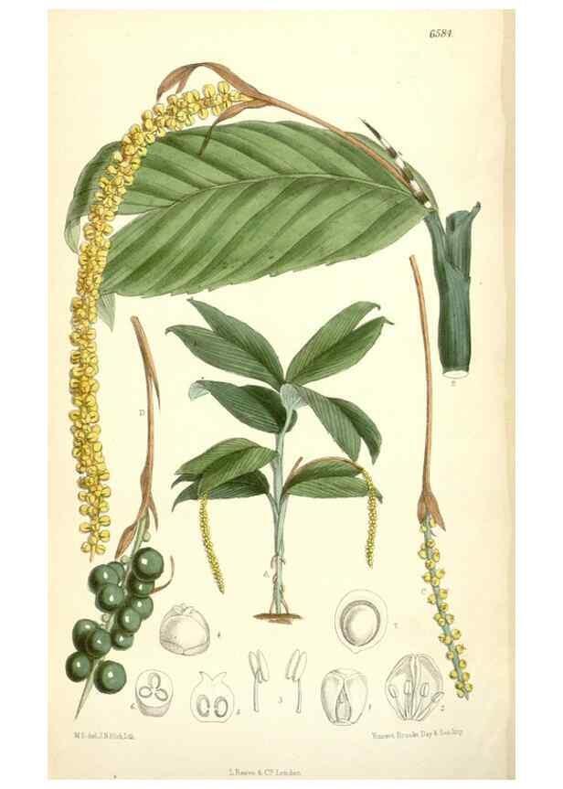 Reproducción/Reproduction 35397416815: Curtis's botanical magazine.. London ; New York [etc.] :Academic Press [etc.]