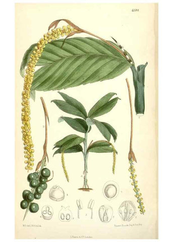 Reproducción/Reproduction 35397416815: Curtis's botanical magazine.. London ; New York [etc.] :Academic Press [etc.]