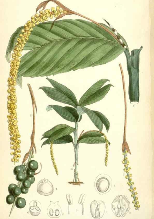 Reproducción/Reproduction 35397416815: Curtis's botanical magazine.. London ; New York [etc.] :Academic Press [etc.]