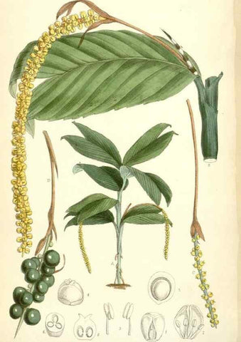 Reproducción/Reproduction 35397416815: Curtis's botanical magazine.. London ; New York [etc.] :Academic Press [etc.]