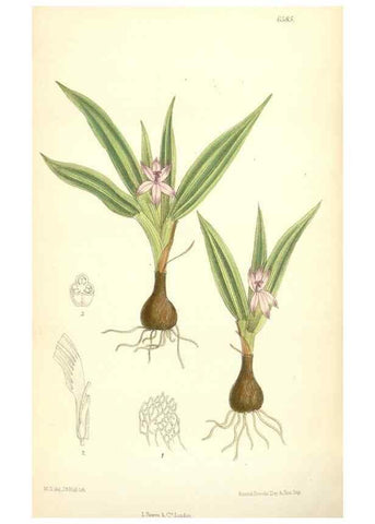 Reproducción/Reproduction 35397419205: Curtis's botanical magazine.. London ; New York [etc.] :Academic Press [etc.]