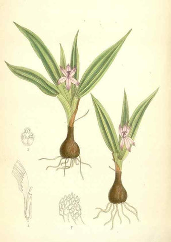 Reproducción/Reproduction 35397419205: Curtis's botanical magazine.. London ; New York [etc.] :Academic Press [etc.]