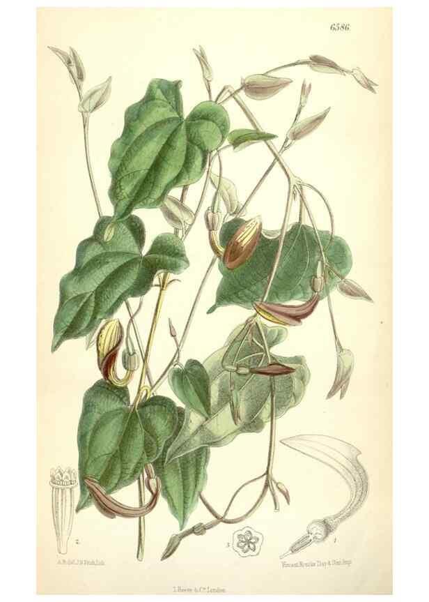 Reproducción/Reproduction 35397421535: Curtis's botanical magazine.. London ; New York [etc.] :Academic Press [etc.]